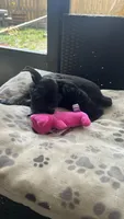 Shadow , a female Miniature Schnauzer for sale in Ruskin, FL – Photo 5 of 5