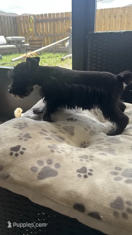 Shadow , a female Miniature Schnauzer for sale in Ruskin, FL – Photo 1 of 5