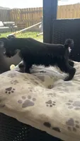 Shadow , a female Miniature Schnauzer for sale in Ruskin, FL – Photo 2 of 5