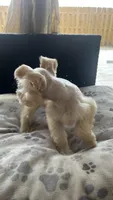 Cinnamon , a male Miniature Schnauzer for sale in Ruskin, FL – Photo 7 of 9