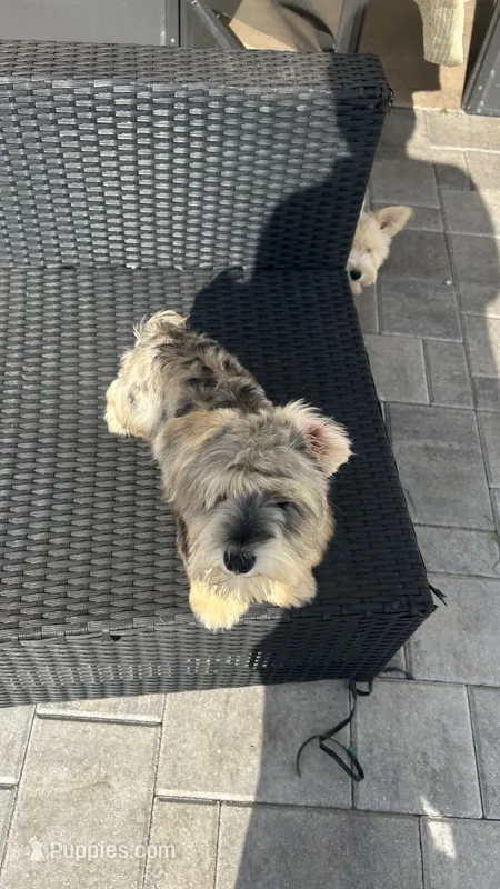 Lino’s Mocha – Miniature Schnauzer puppy for sale in Ruskin, FL