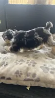 Rocky Jr, a male Miniature Schnauzer for sale in Ruskin, FL – 4 of 8