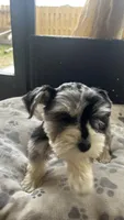 Rocky Jr, a male Miniature Schnauzer for sale in Ruskin, FL – 2 of 8