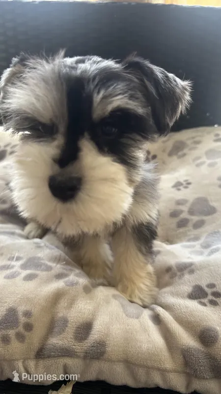 Rocky Jr – Miniature Schnauzer puppy for sale in Ruskin, FL
