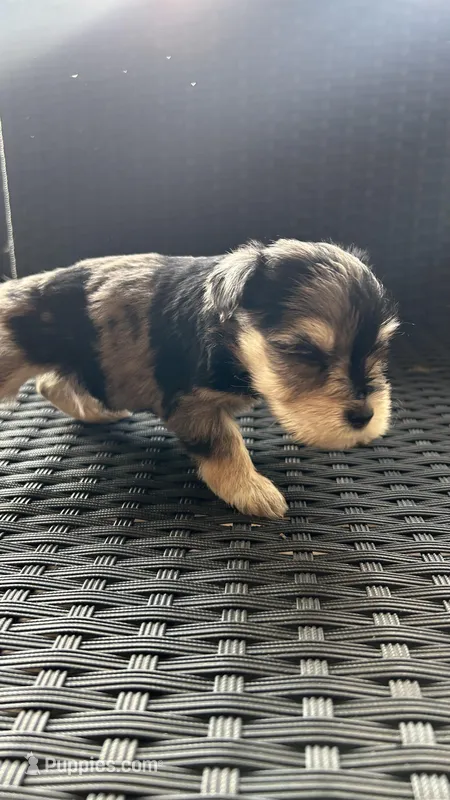 Rocky Jr, a male Miniature Schnauzer for sale in Ruskin, FL – Photo 1 of 7