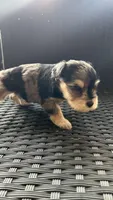 Rocky Jr, a male Miniature Schnauzer for sale in Ruskin, FL – Photo 1 of 7