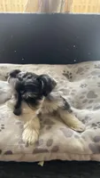 Rocky Jr, a male Miniature Schnauzer for sale in Ruskin, FL – 3 of 8