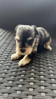 Rocky Jr, a male Miniature Schnauzer for sale in Ruskin, FL – Photo 5 of 7
