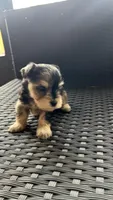 Rocky Jr, a male Miniature Schnauzer for sale in Ruskin, FL – Photo 2 of 7