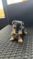 Rocky Jr, a male Miniature Schnauzer for sale in Ruskin, FL – Photo 6 of 7