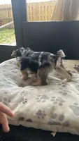 Rocky Jr, a male Miniature Schnauzer for sale in Ruskin, FL – 7 of 8