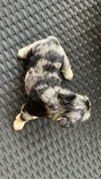 Rocky Jr, a male Miniature Schnauzer for sale in Ruskin, FL – Photo 7 of 7