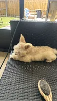 Cinnamon , a male Miniature Schnauzer for sale in Ruskin, FL – 7 of 9