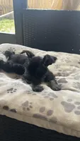 Lucas , a male Miniature Schnauzer for sale in Ruskin, FL – Photo 3 of 8