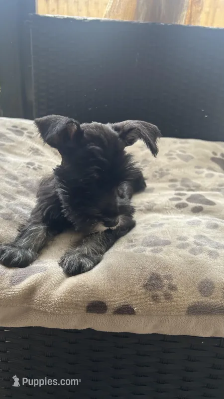 Lucas , a male Miniature Schnauzer for sale in Ruskin, FL – Photo 1 of 8