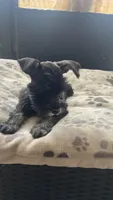 Lucas , a male Miniature Schnauzer for sale in Ruskin, FL – Photo 1 of 8