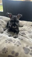 Lucas , a male Miniature Schnauzer for sale in Ruskin, FL – Photo 5 of 8