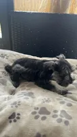 Lucas , a male Miniature Schnauzer for sale in Ruskin, FL – Photo 6 of 8