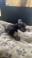Lucas , a male Miniature Schnauzer for sale in Ruskin, FL – Photo 8 of 8