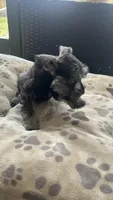 Lucas , a male Miniature Schnauzer for sale in Ruskin, FL – Photo 7 of 8