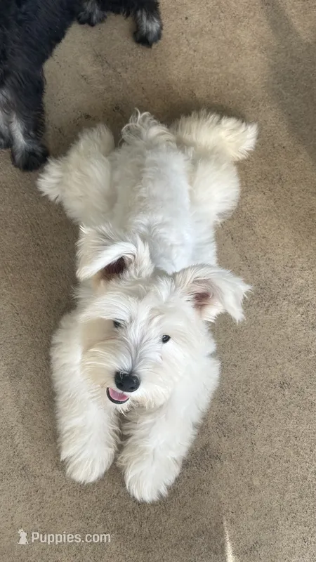 Snow  – Miniature Schnauzer puppy for sale in Ruskin, FL