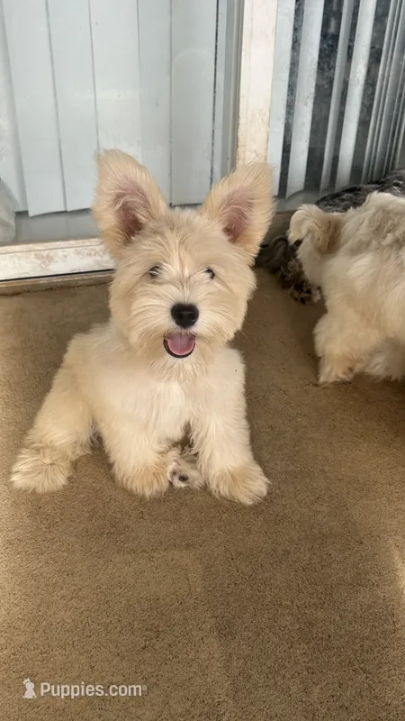 Cinnamon  – Miniature Schnauzer puppy for sale in Ruskin, FL