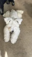 Snow , a male Miniature Schnauzer for sale in Ruskin, FL – 2 of 10