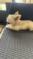 Cinnamon , a male Miniature Schnauzer for sale in Ruskin, FL – 8 of 9