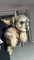 Lino’s Mocha, a female Miniature Schnauzer for sale in Ruskin, FL – 8 of 10