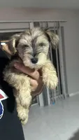 Lino’s Mocha, a female Miniature Schnauzer for sale in Ruskin, FL – 7 of 10