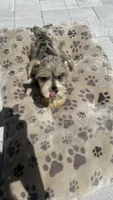 Lino’s Mocha, a female Miniature Schnauzer for sale in Ruskin, FL – 4 of 10
