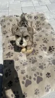 Lino’s Mocha, a female Miniature Schnauzer for sale in Ruskin, FL – 6 of 10