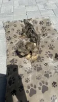 Lino’s Mocha, a female Miniature Schnauzer for sale in Ruskin, FL – 2 of 10