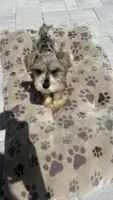 Lino’s Mocha, a female Miniature Schnauzer for sale in Ruskin, FL – 3 of 10
