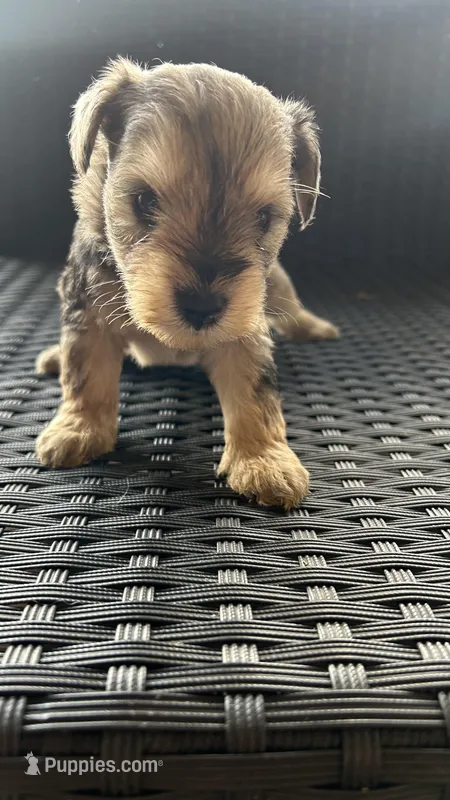 Lino’s Mocha – Miniature Schnauzer puppy for sale in Ruskin, FL