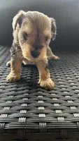 Lino’s Mocha, a female Miniature Schnauzer for sale in Ruskin, FL – Photo 1 of 10