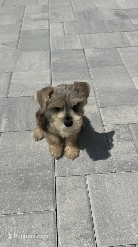 Lino’s Mocha – Miniature Schnauzer puppy for sale in Ruskin, FL