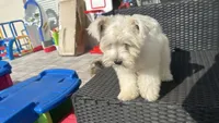 Snow , a male Miniature Schnauzer for sale in Ruskin, FL – 4 of 10