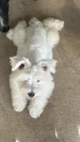 Snow , a male Miniature Schnauzer for sale in Ruskin, FL – 3 of 10