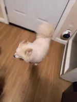 TYLER, a male Pomeranian for sale in Thomaston, GA – Photo 4 of 7