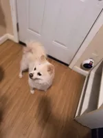 TYLER, a male Pomeranian for sale in Thomaston, GA – Photo 6 of 7