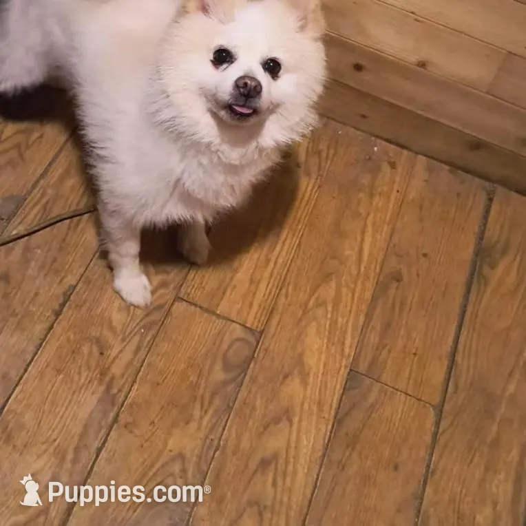 TYLER, a male Pomeranian for sale in Thomaston, GA – Photo 2 of 5