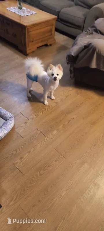 TYLER – Pomeranian puppy for sale in Thomaston, GA