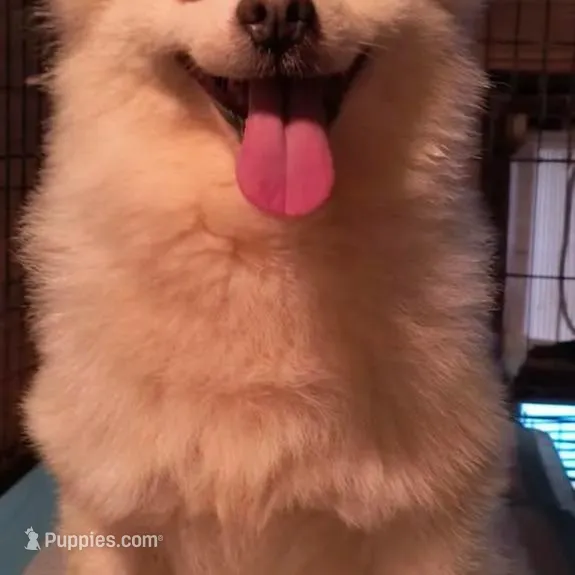 TYLER, a male Pomeranian for sale in Thomaston, GA – Photo 2 of 7