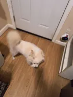 TYLER, a male Pomeranian for sale in Thomaston, GA – Photo 3 of 7