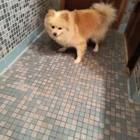 SUGAR HAS DEP., a female Pomeranian for sale in Thomaston, GA – Photo 2 of 4