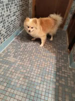 SUGAR BABY, a female Pomeranian for sale in Thomaston, GA – Photo 2 of 4