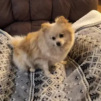 SUGAR HAS DEP., a female Pomeranian for sale in Thomaston, GA – Photo 1 of 4