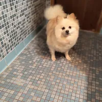 SUGAR HAS DEP., a female Pomeranian for sale in Thomaston, GA – Photo 3 of 4