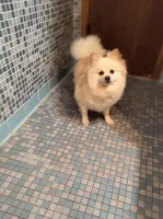 SUGAR BABY, a female Pomeranian for sale in Thomaston, GA – Photo 3 of 4